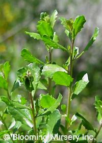 Baccharis sp. aff. pilularis